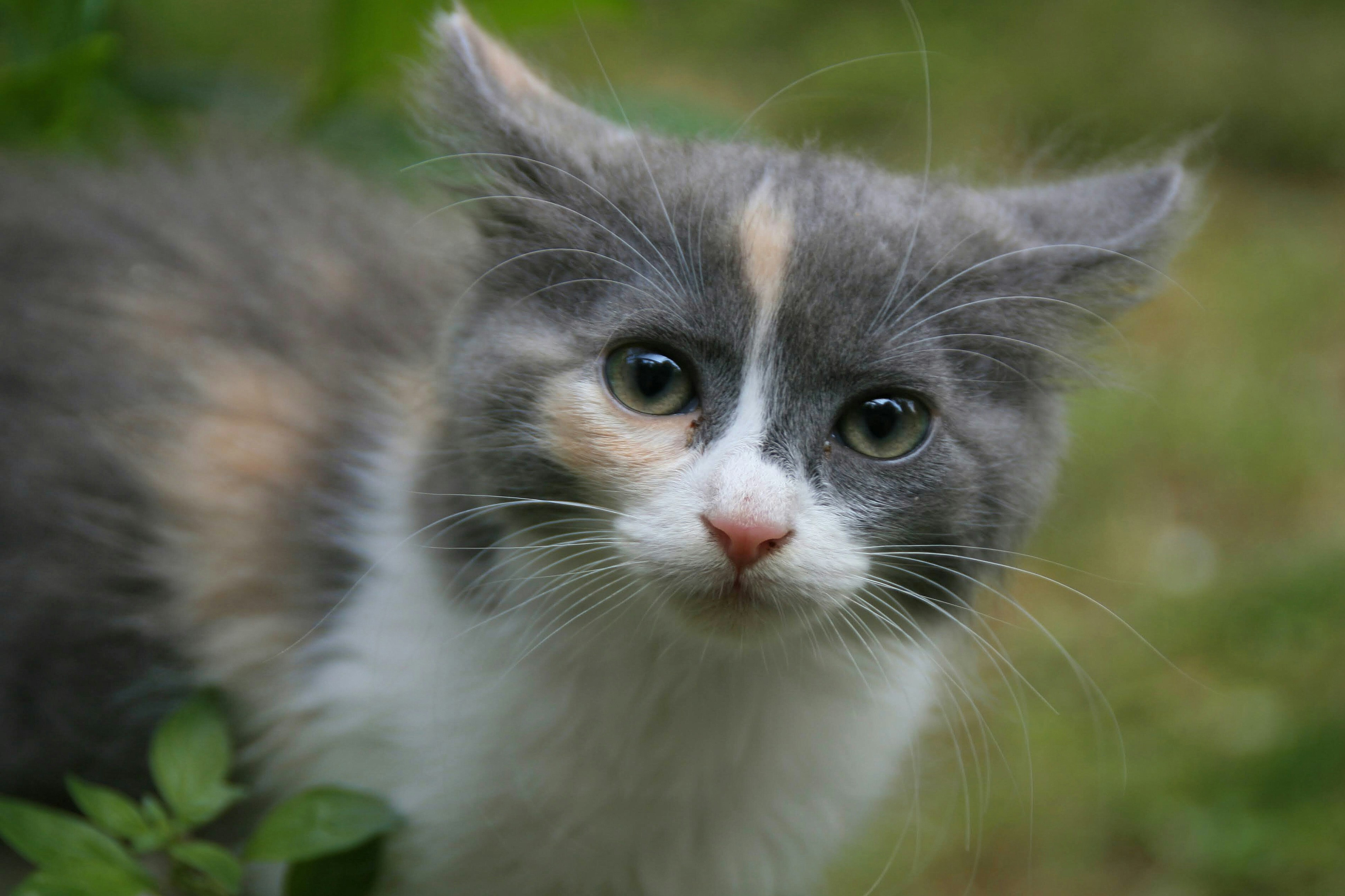 A multicolored cat walking through the grass stops to look at the camera