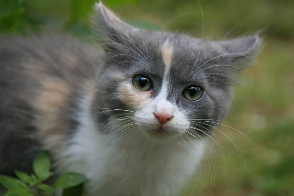 white and brown cat on green grass