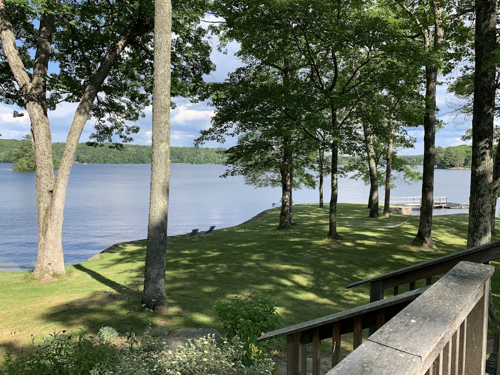 green trees beside body of water during daytime