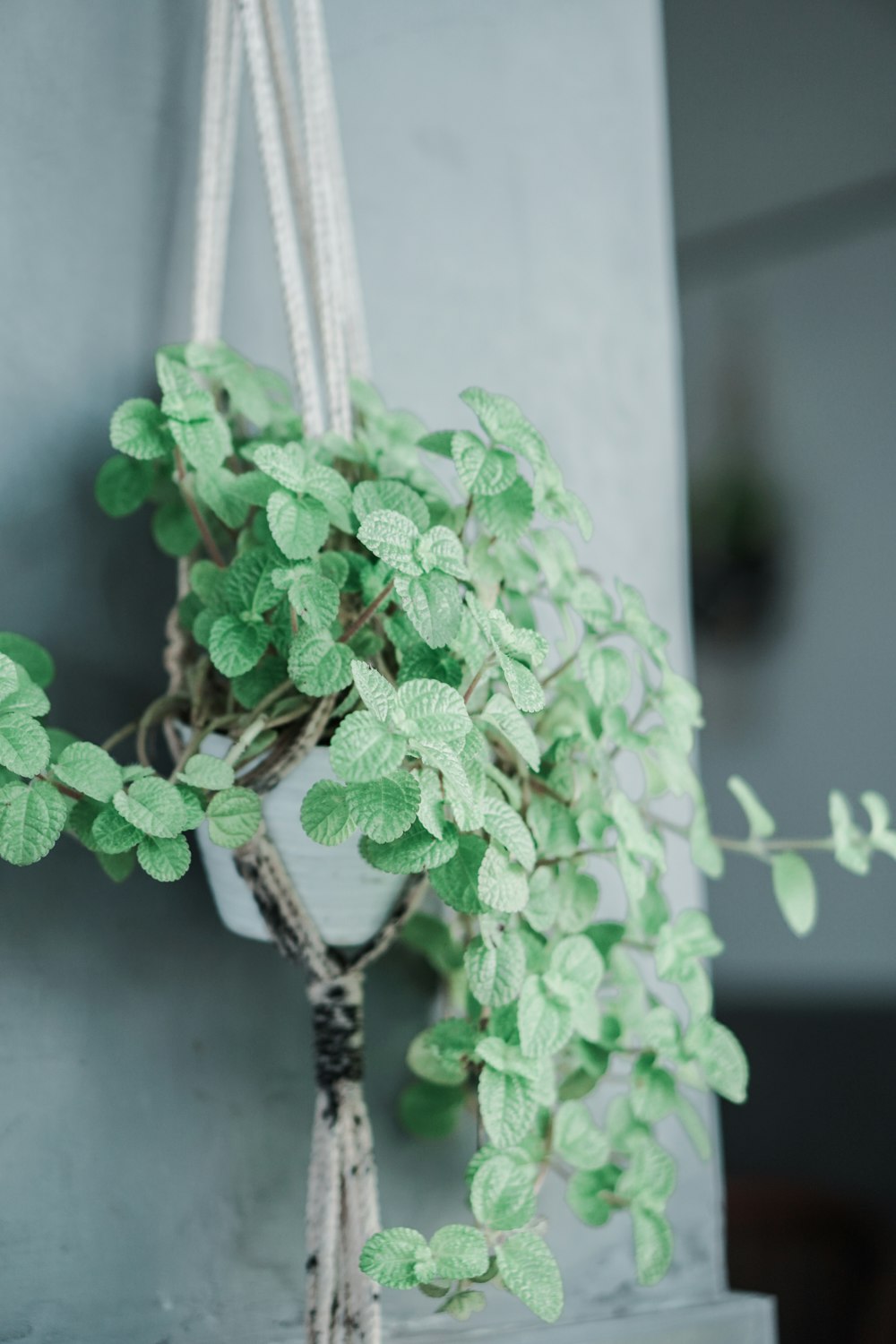 green plant in white pot