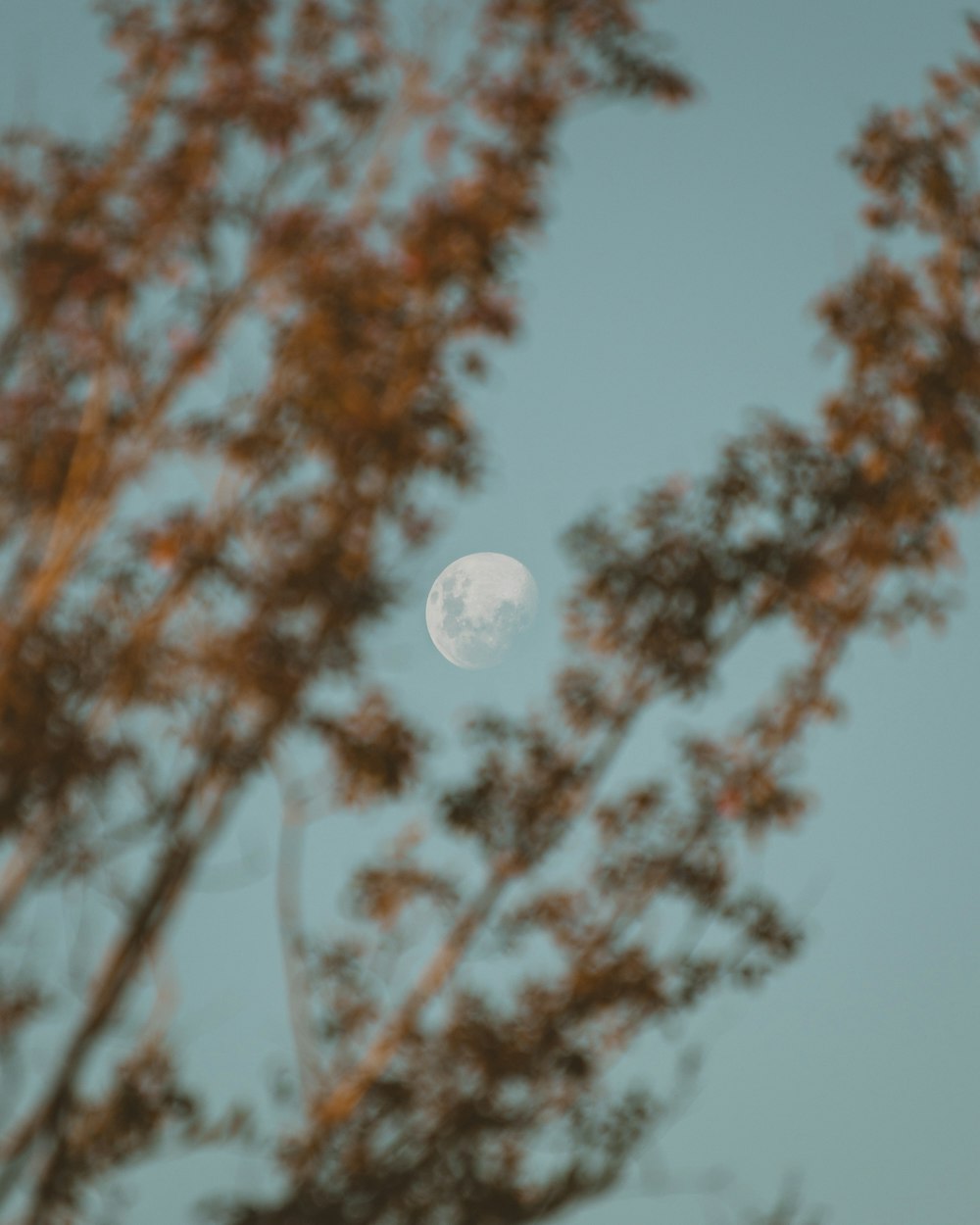 Luna llena sobre árboles marrones