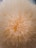 A close-up view of a natural sponge structure with a dense array of thin, elongated fibers radiating outward from the center, creating a soft, fluffy appearance in shades of beige.