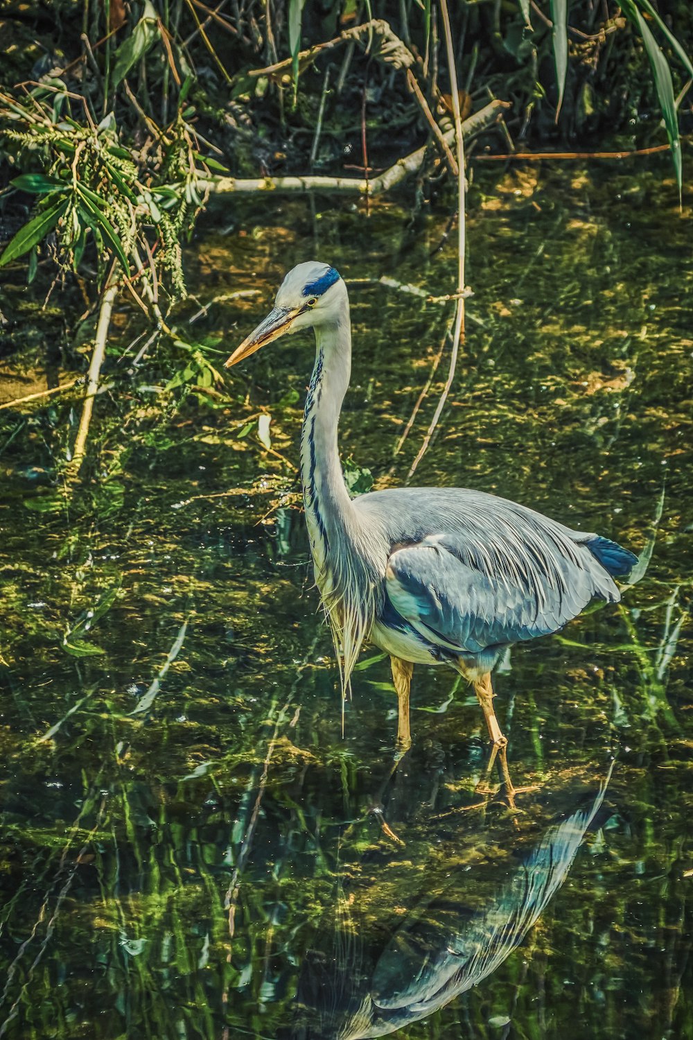 blue bird on body of water during daytime