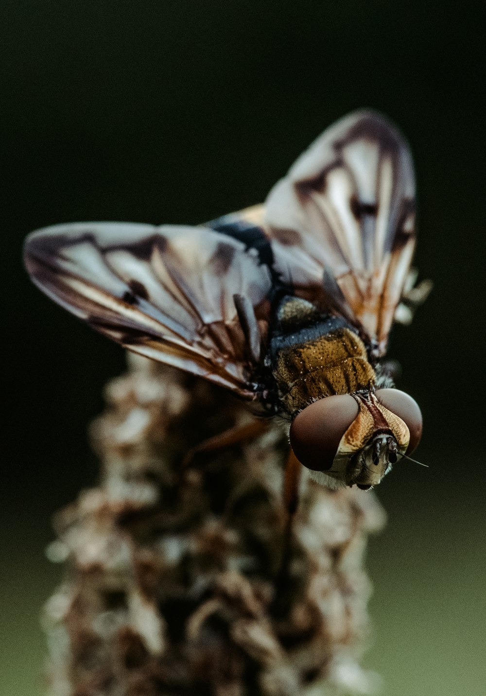 abeja marrón y negra en el tallo de la planta marrón en la fotografía de primer plano durante el día