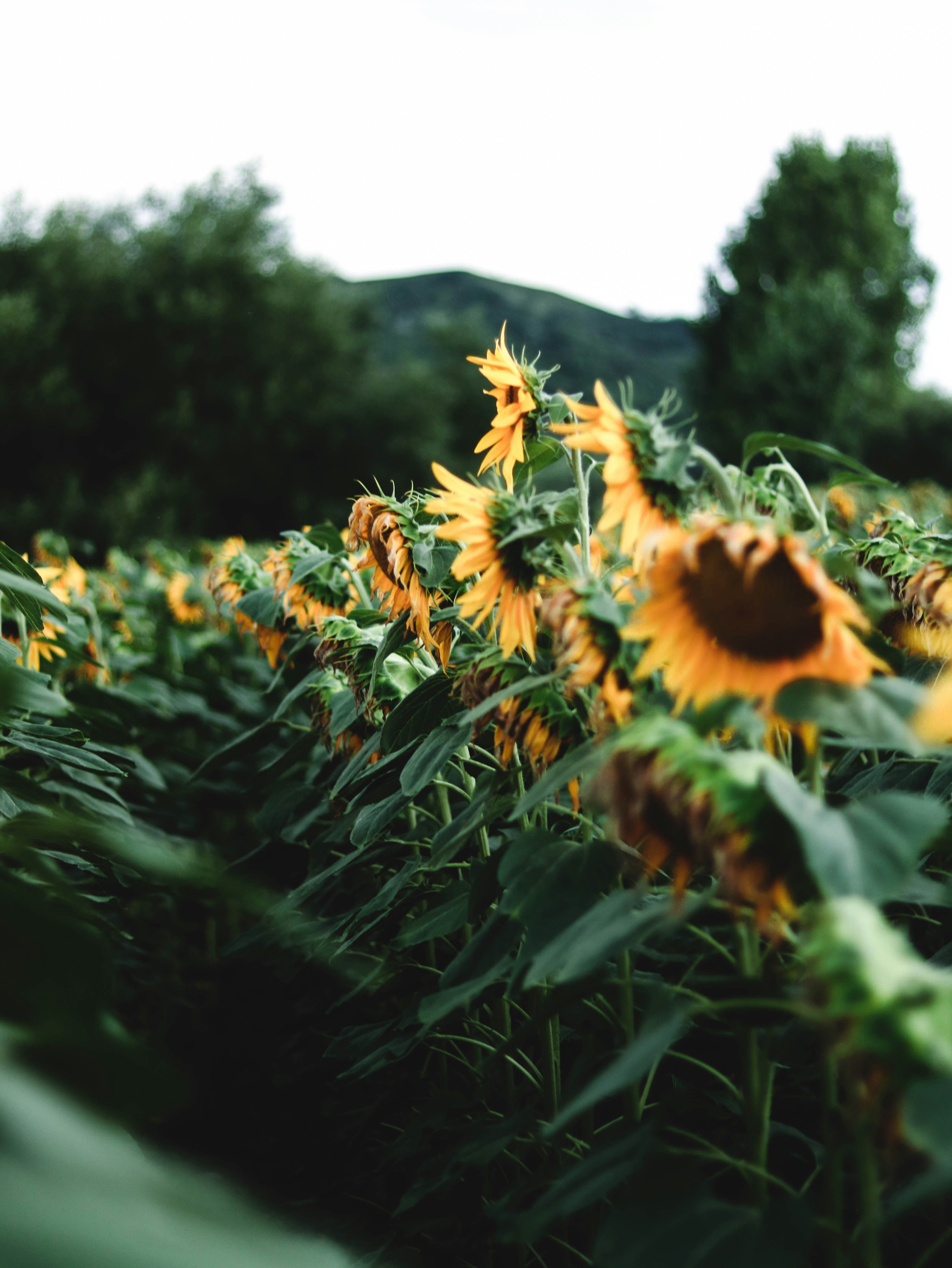 brown and green plant during daytime