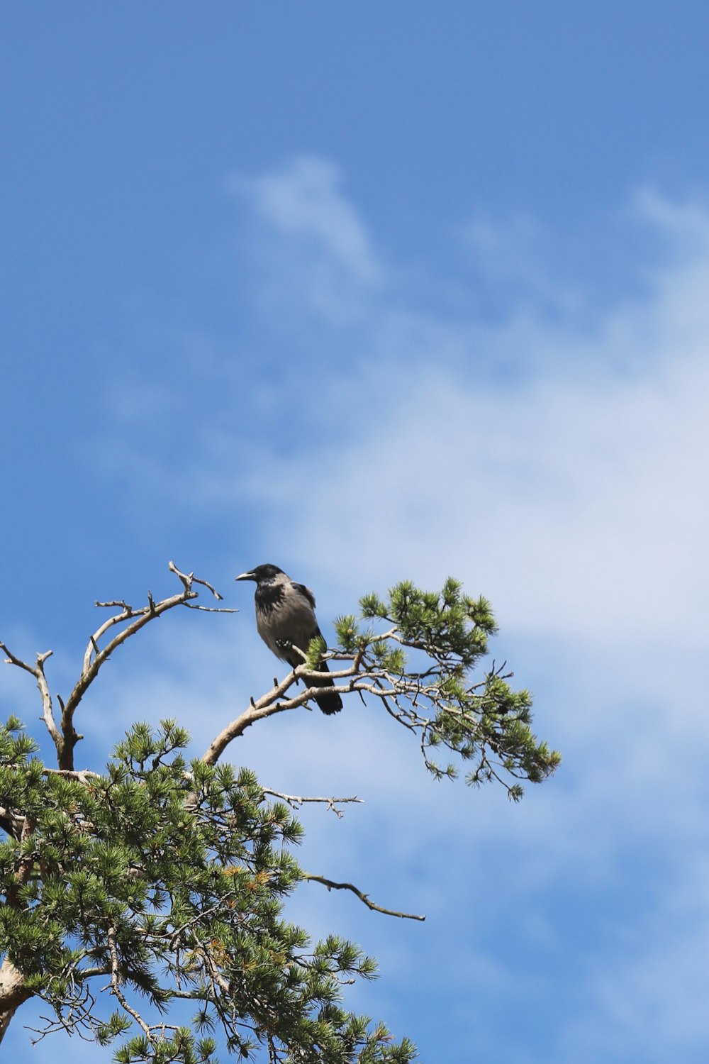 oiseau noir sur une branche d’arbre pendant la journée
