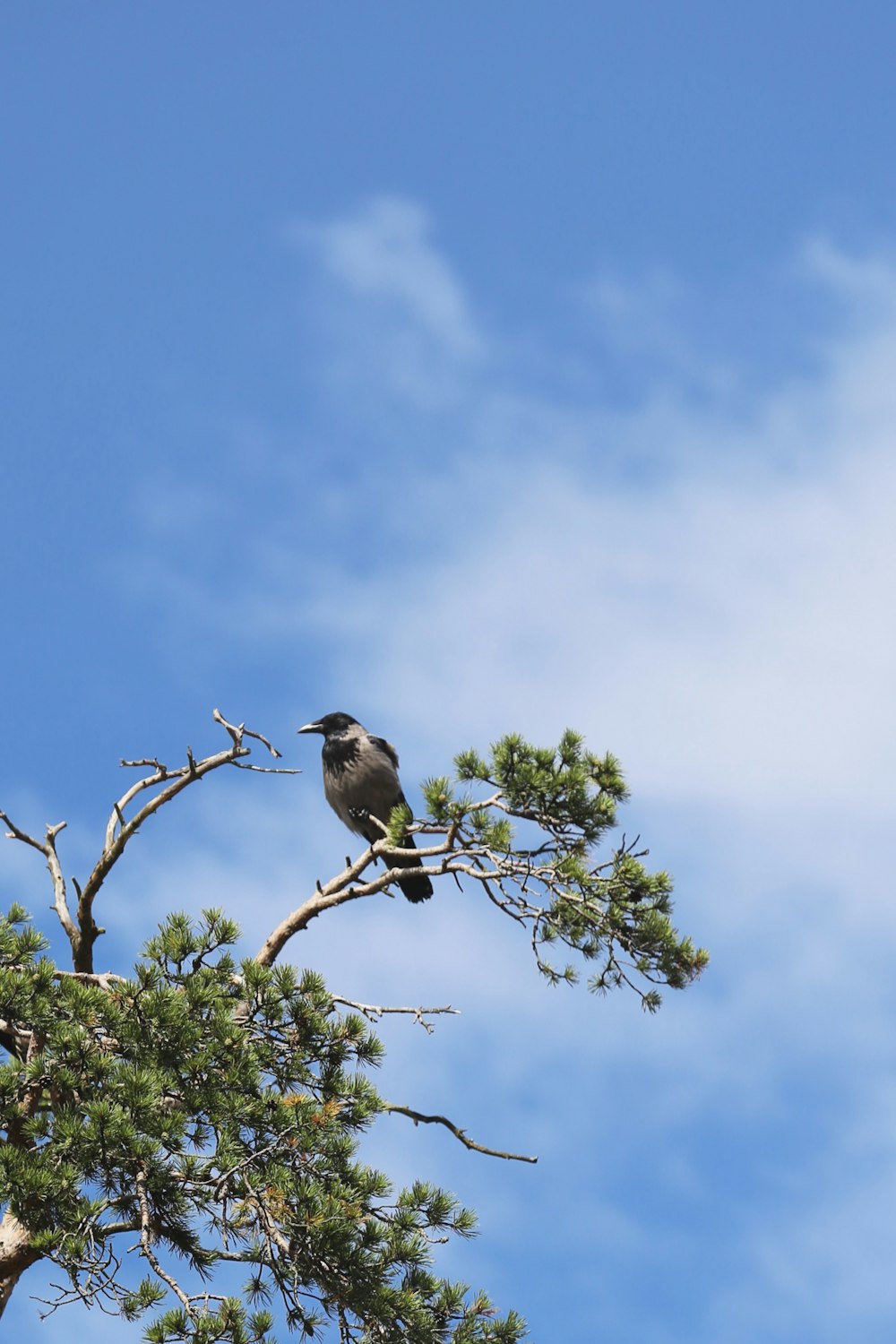 black bird on tree branch during daytime