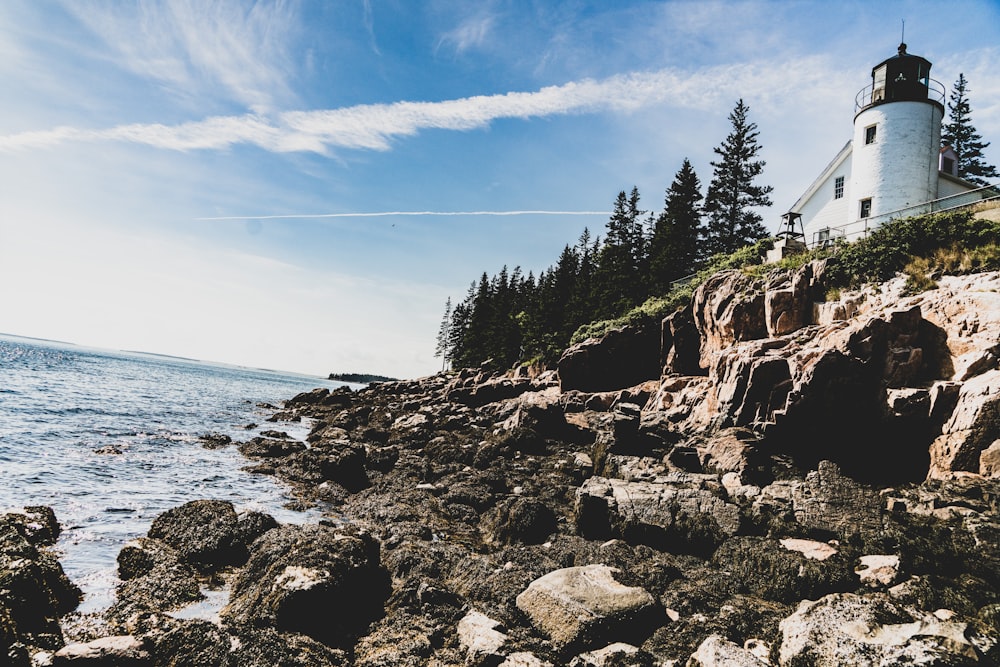 green trees on rocky shore during daytime