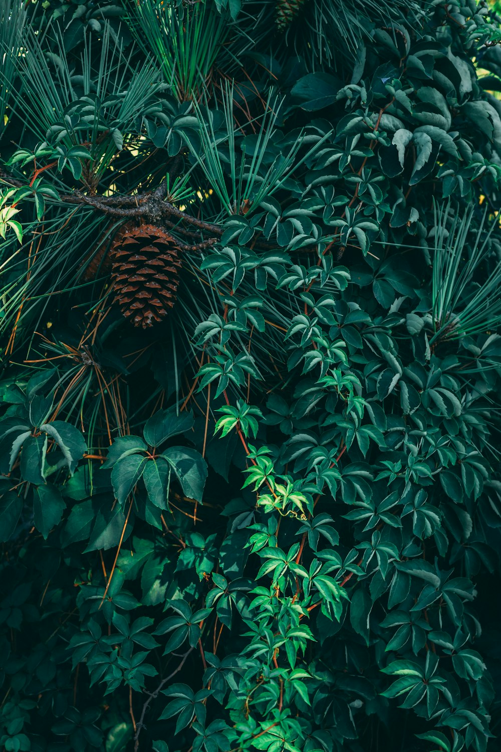 green leaves with brown pine cone