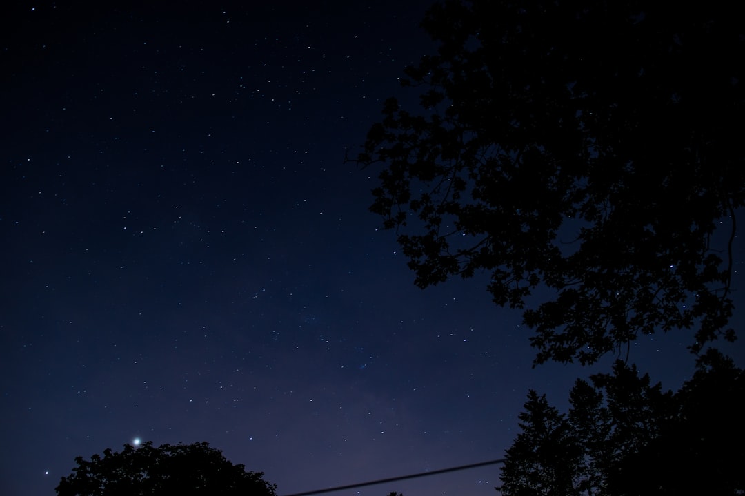 silhouette of trees under blue sky during night time