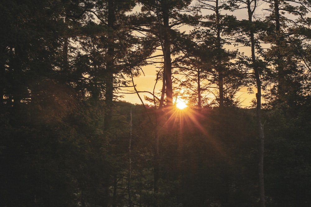 sun setting over green trees