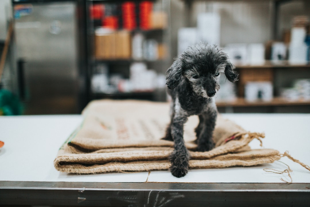 black poodle puppy on white towel