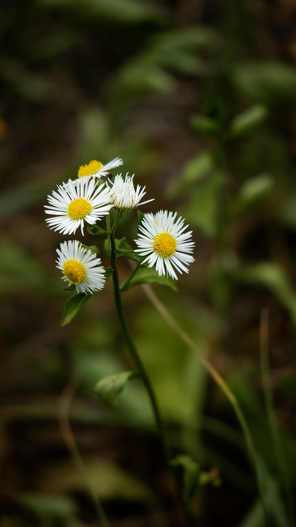 white and yellow daisy flower in close up photography