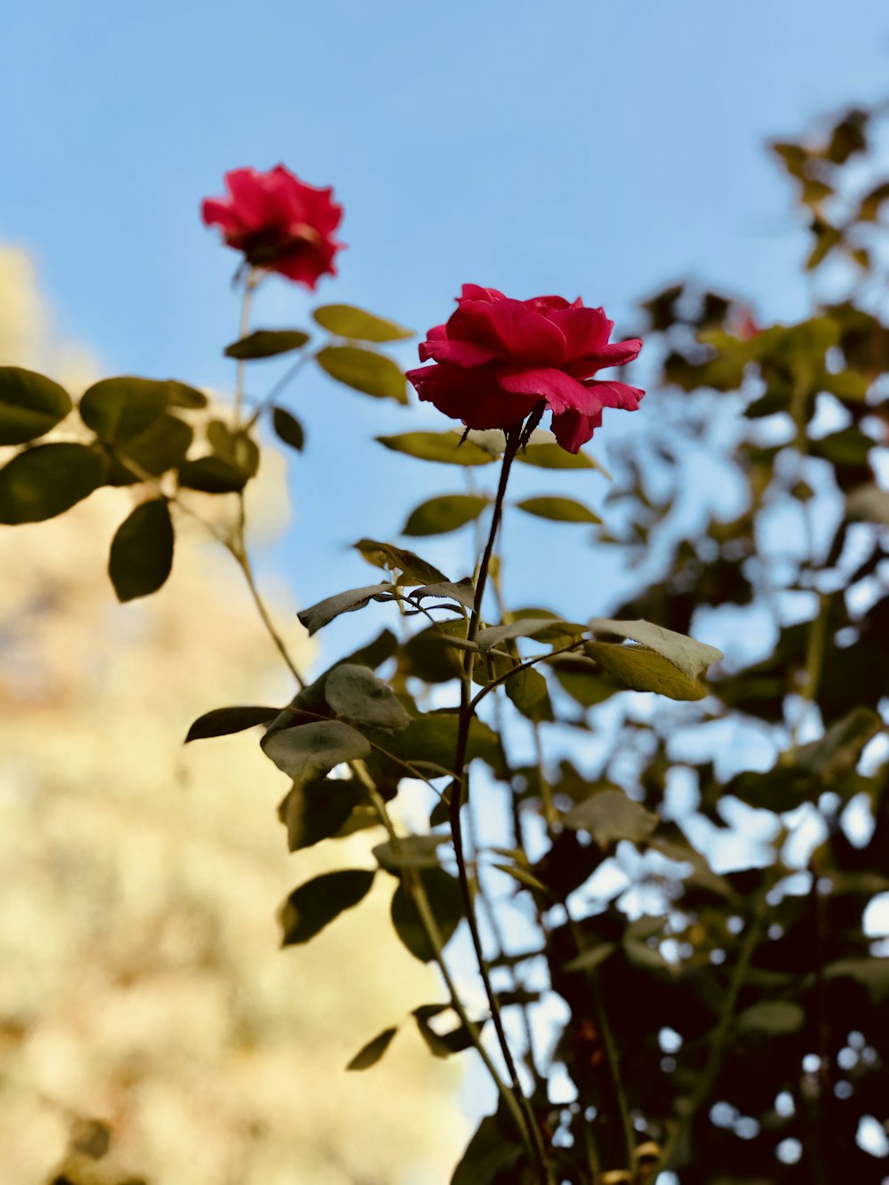 red flower in tilt shift lens