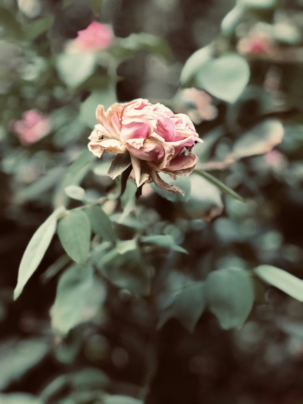 pink rose in bloom during daytime