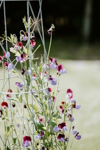 pink and white flowers in tilt shift lens