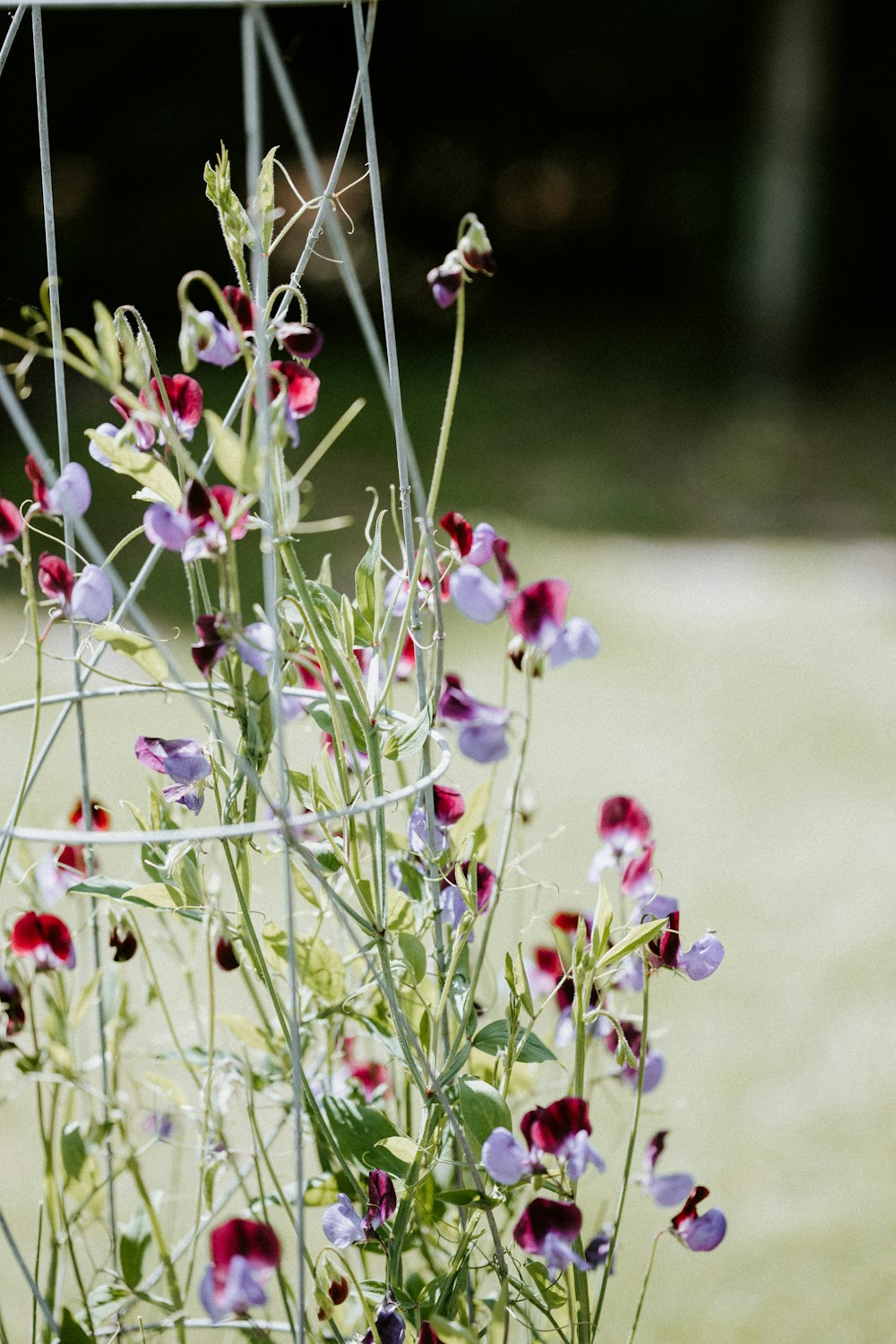 pink and white flowers in tilt shift lens