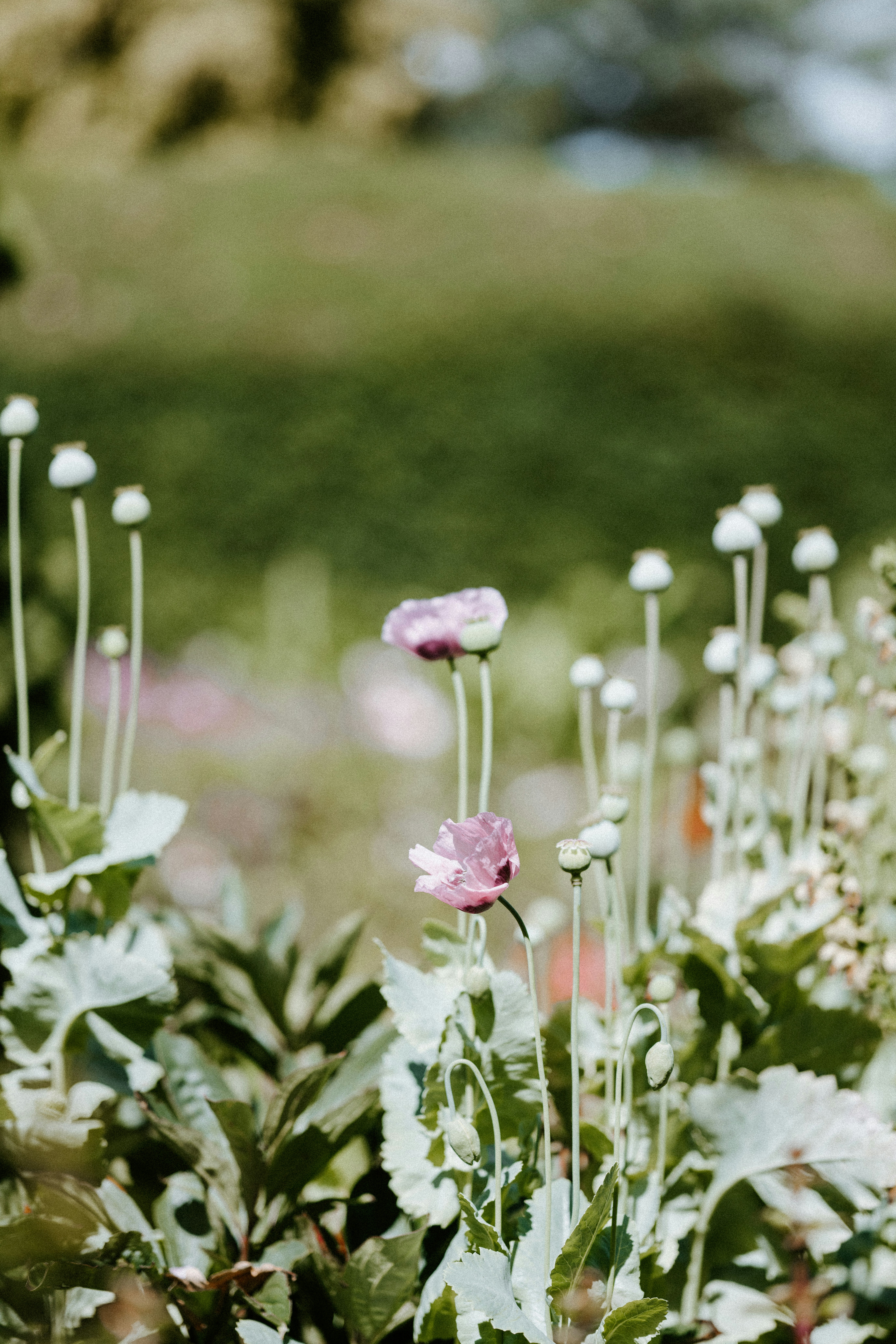 Photo by anniespratt