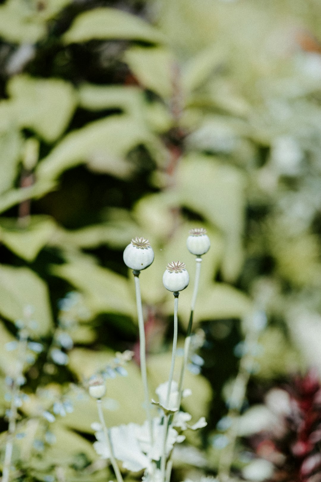 white dandelion in tilt shift lens