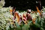 A lush array of vibrant plants with large, reddish-brown and green leaves. The garden is densely packed with foliage that has a mixture of soft and spiky textures. Sunlight filters through, highlighting the rich colors and natural variations in the leaves.