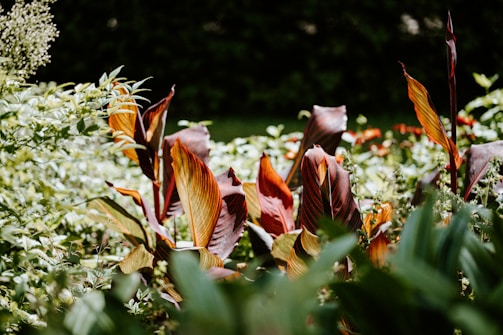 A lush array of vibrant plants with large, reddish-brown and green leaves. The garden is densely packed with foliage that has a mixture of soft and spiky textures. Sunlight filters through, highlighting the rich colors and natural variations in the leaves.