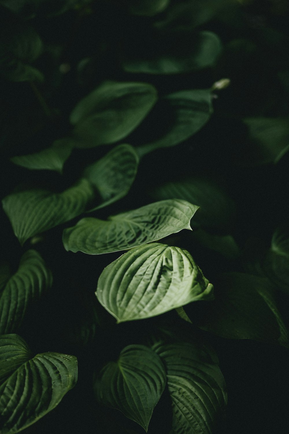 grayscale photo of green leaves