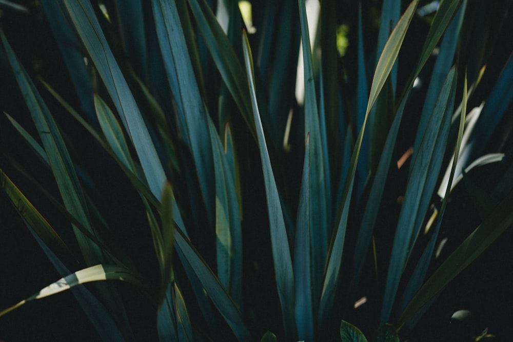 green plant in close up photography