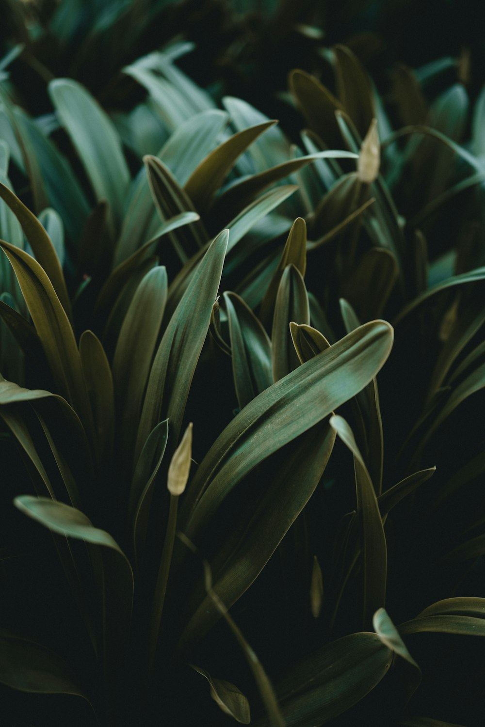 green plant in close up photography