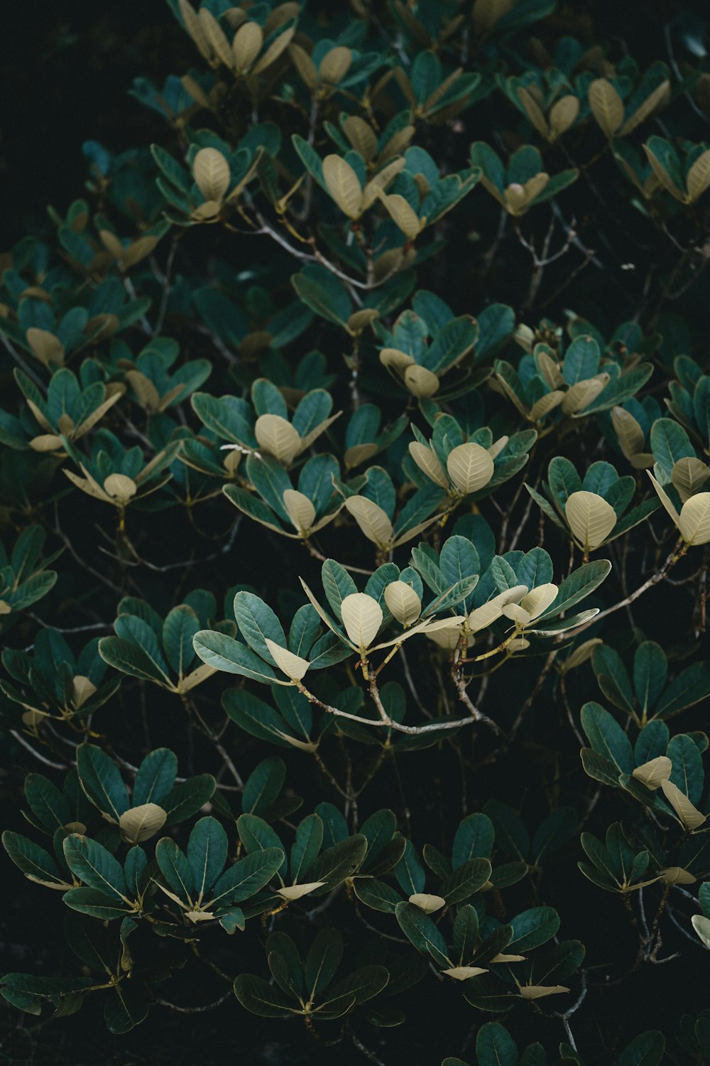 green leaves plant during daytime