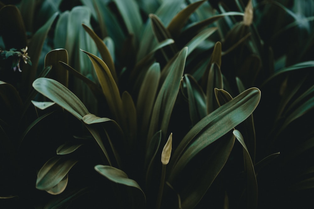 green plant in close up photography