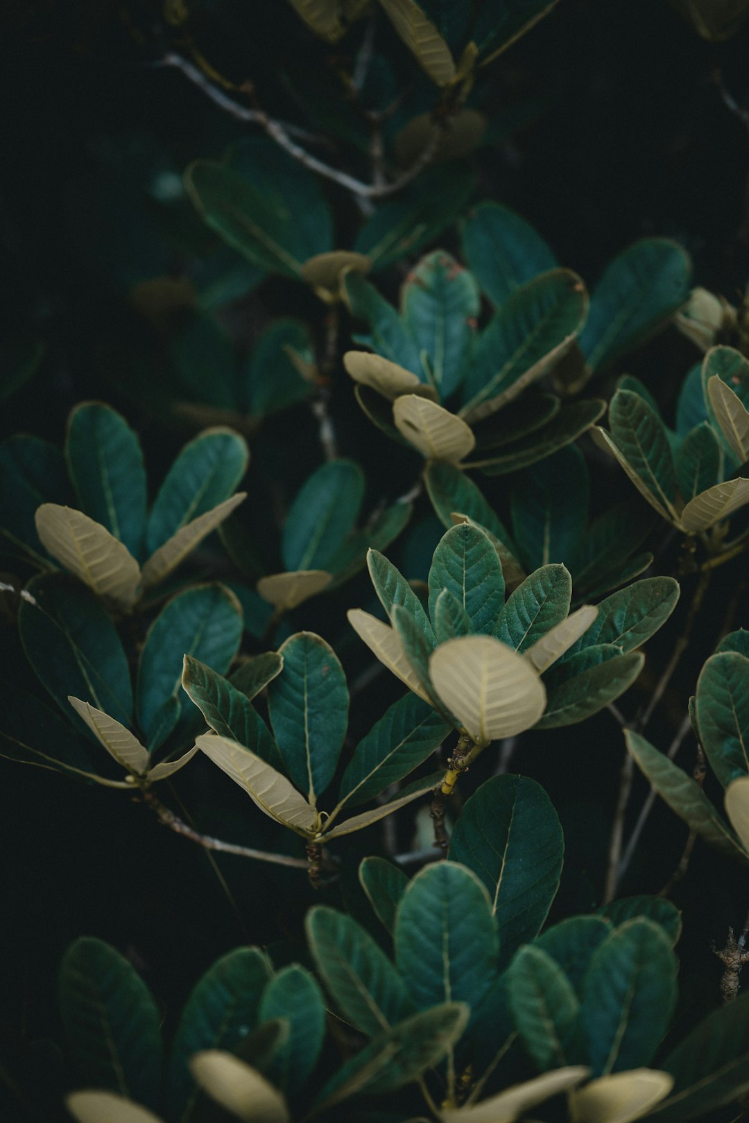 green leaves with white flower