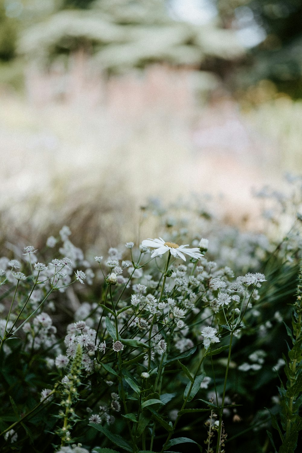 white flowers on green grass during daytime