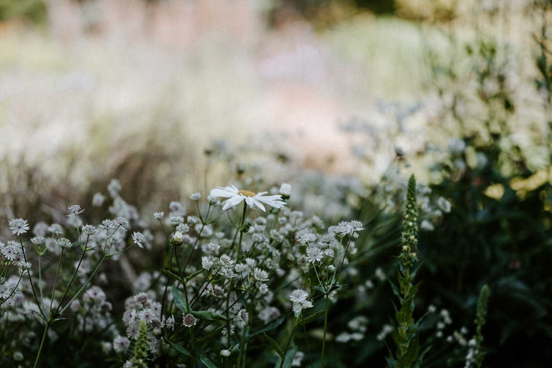 white flowers on green grass during daytime