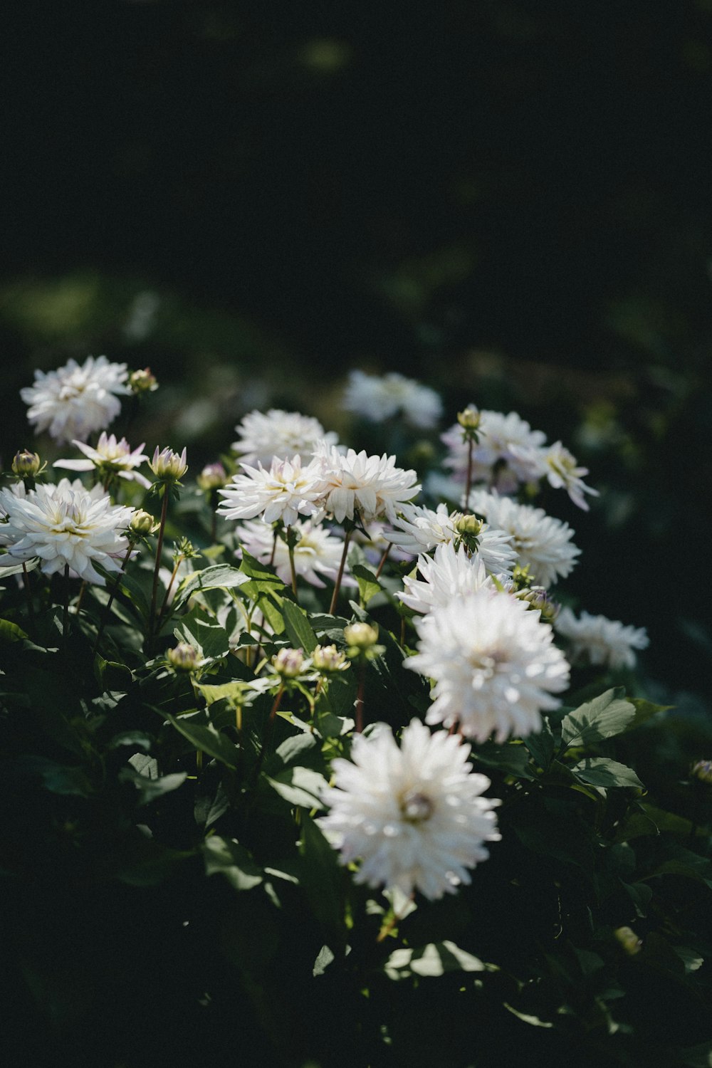 white flowers in tilt shift lens