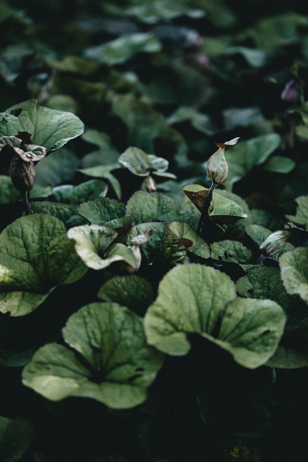 green leaves with black and white bird