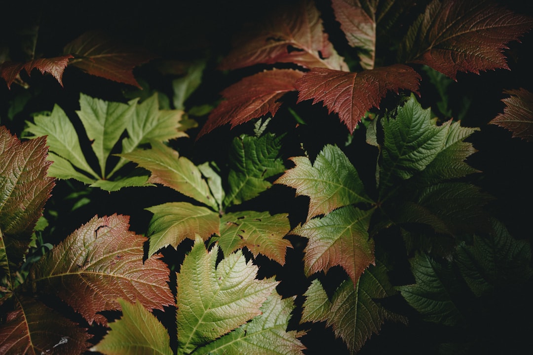 green and brown leaves in dark room