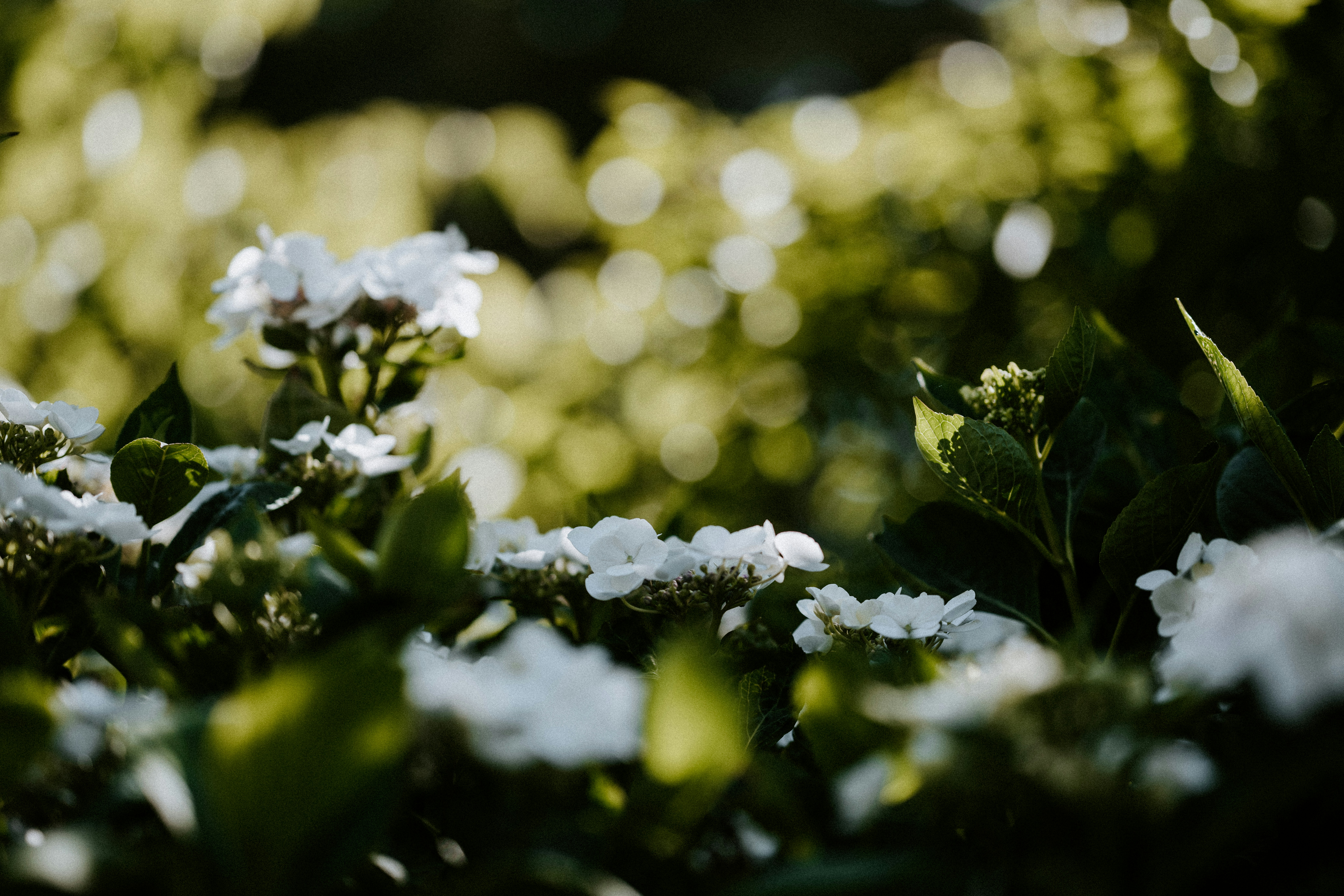 Photo by anniespratt