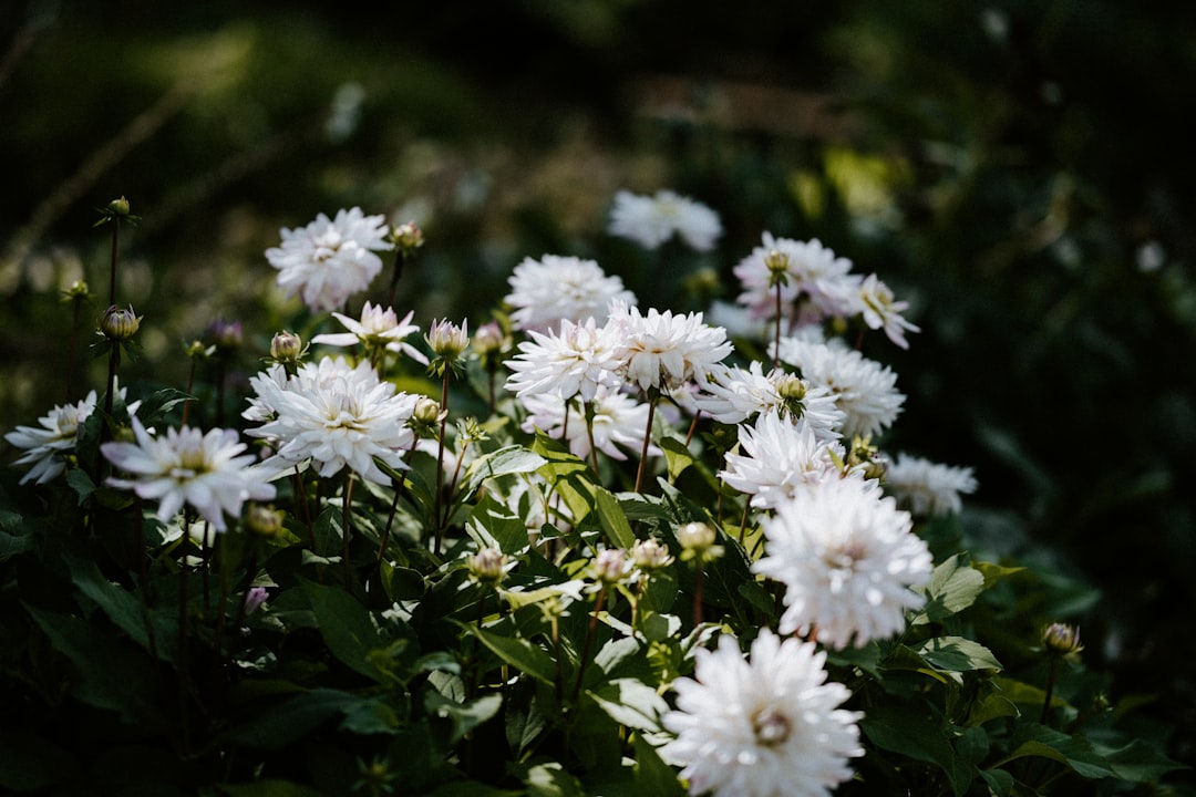 white flowers in tilt shift lens