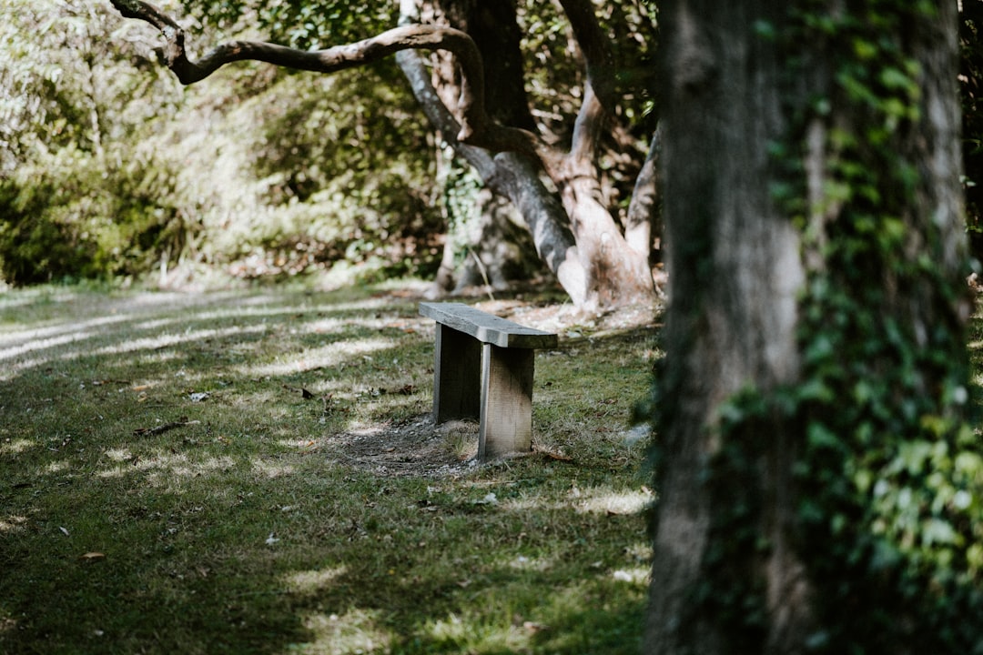 brown wooden bench on green grass field