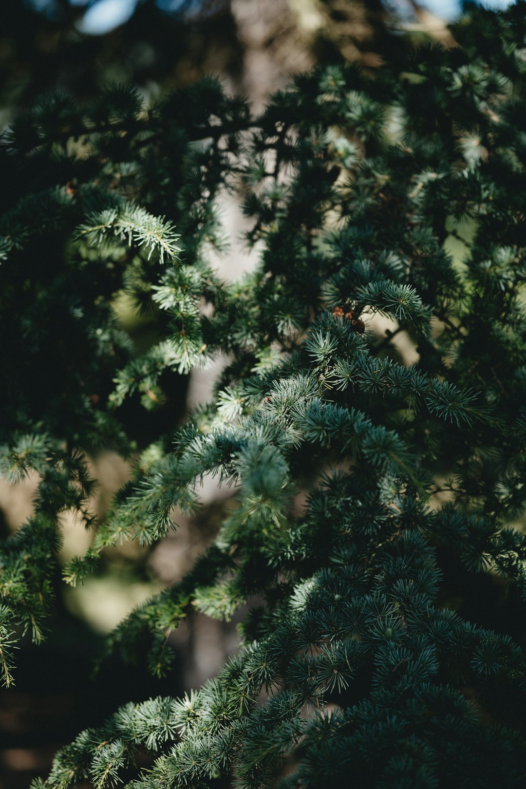 green pine tree with snow