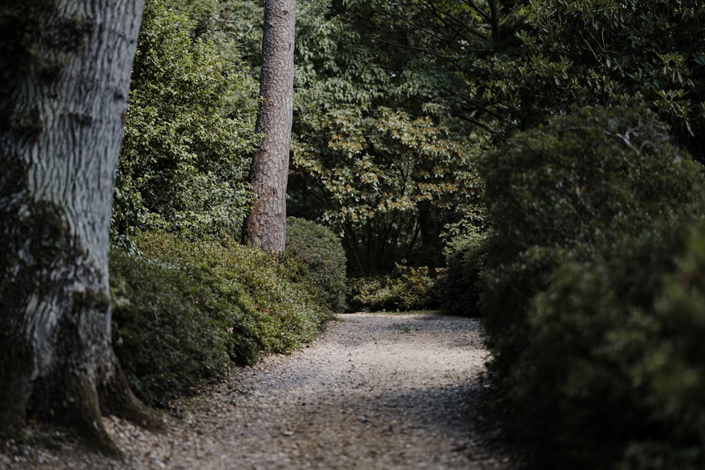 gray pathway between green trees during daytime