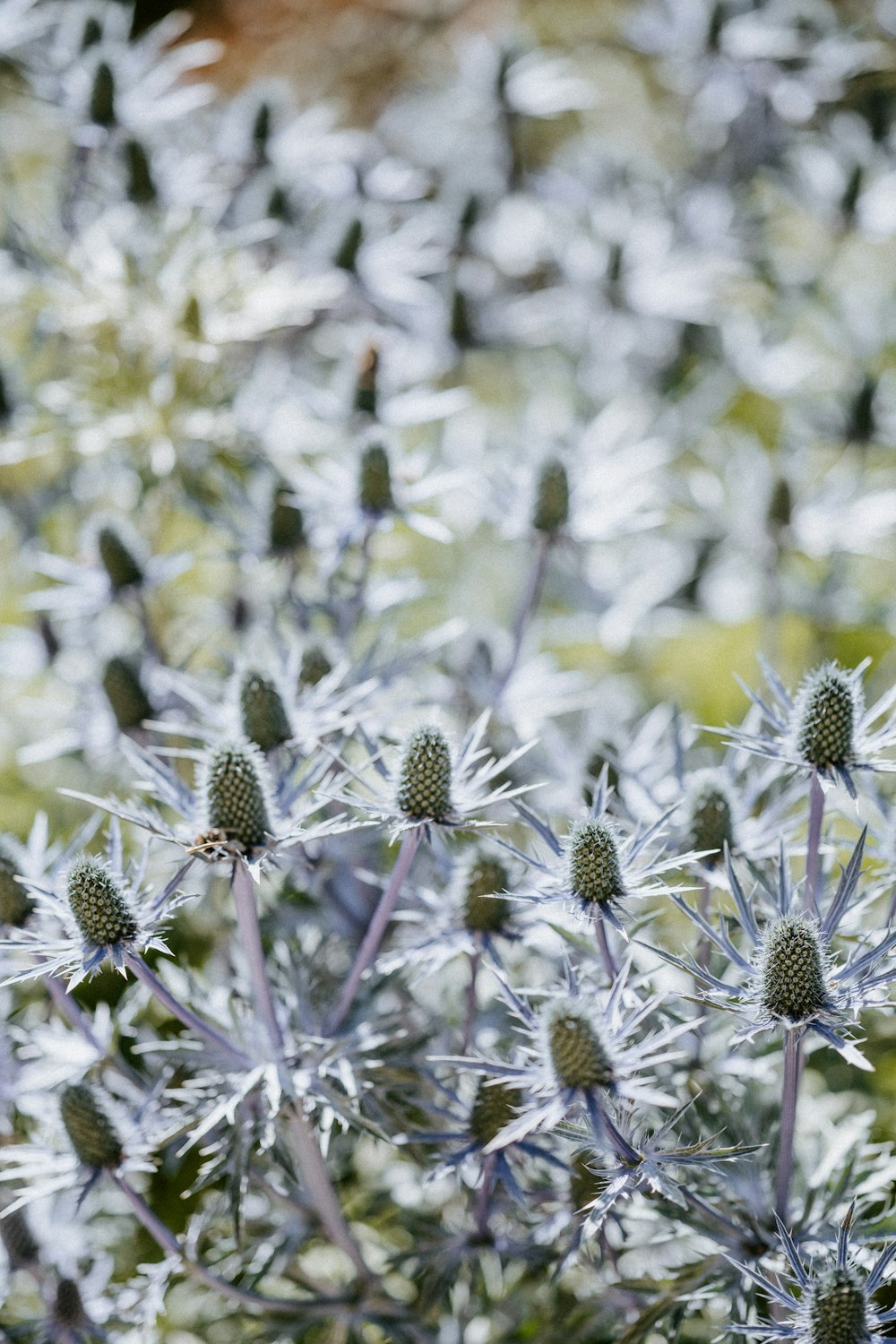 white and green flower in macro lens