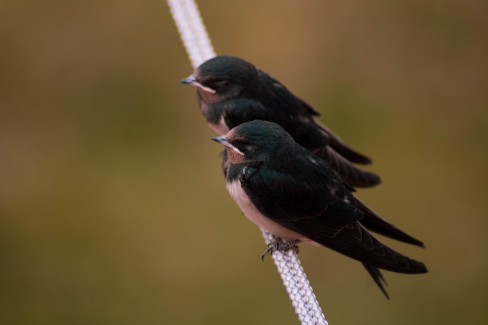 black and green bird on white rope