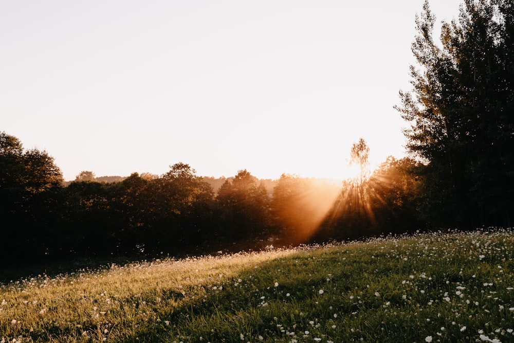 green grass field during sunset