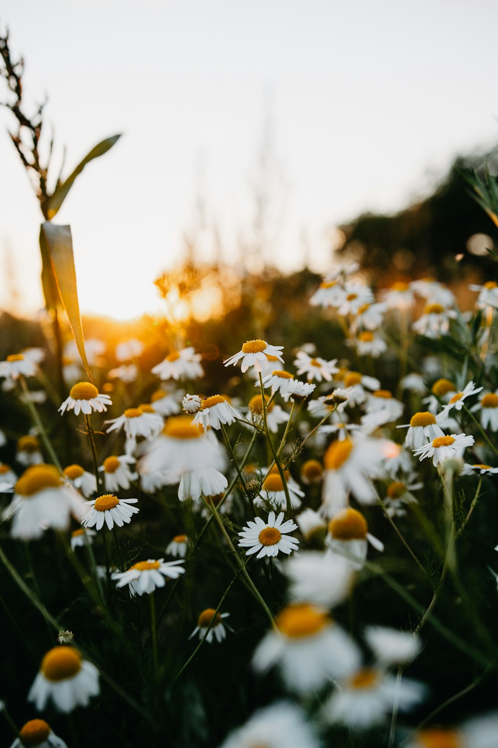 white and yellow daisy flowers