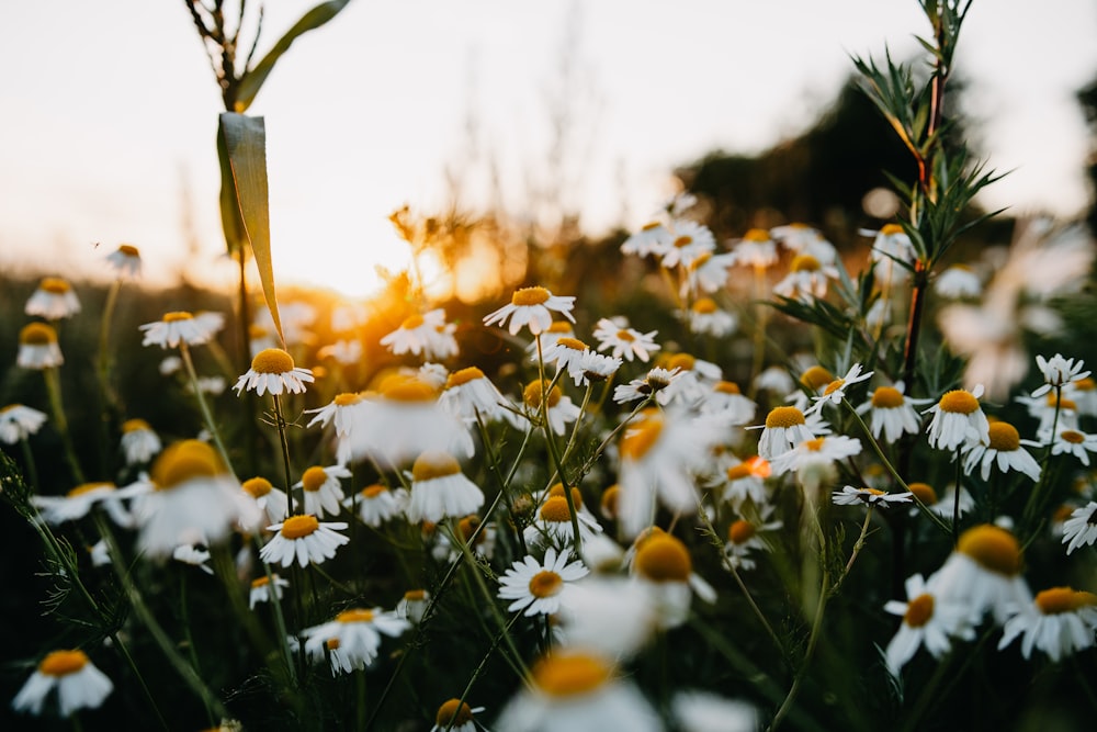 white and yellow flowers during daytime