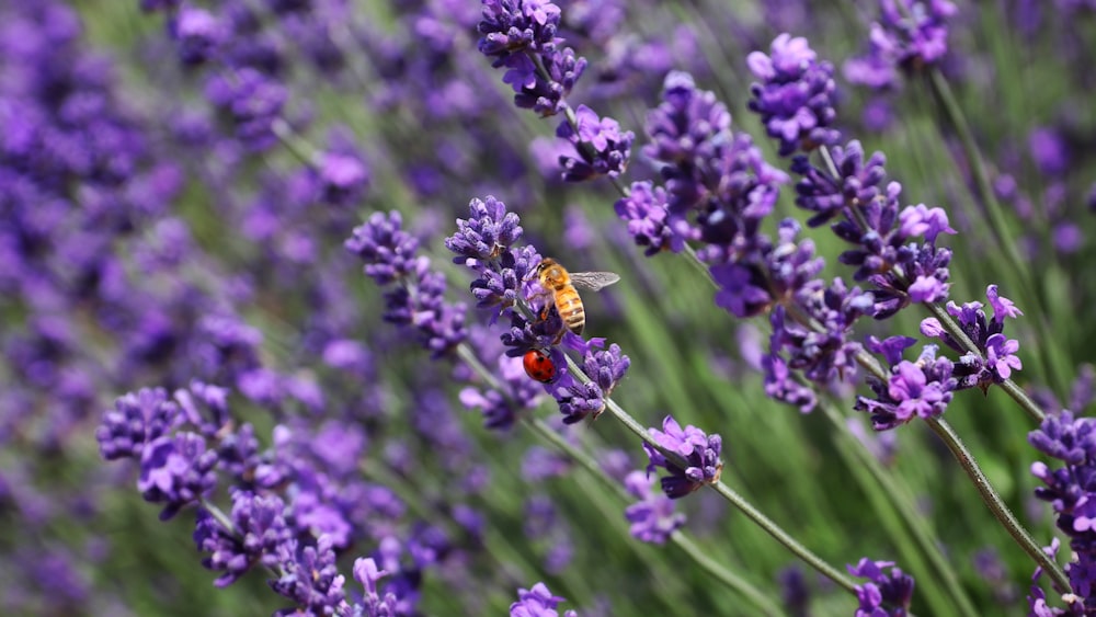 yellow and black bee on purple flower