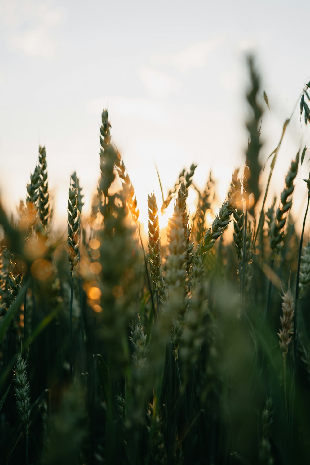 brown wheat field during daytime