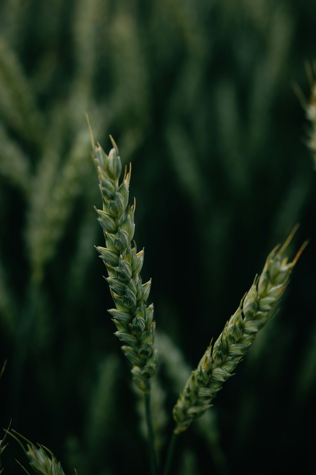 green wheat in close up photography