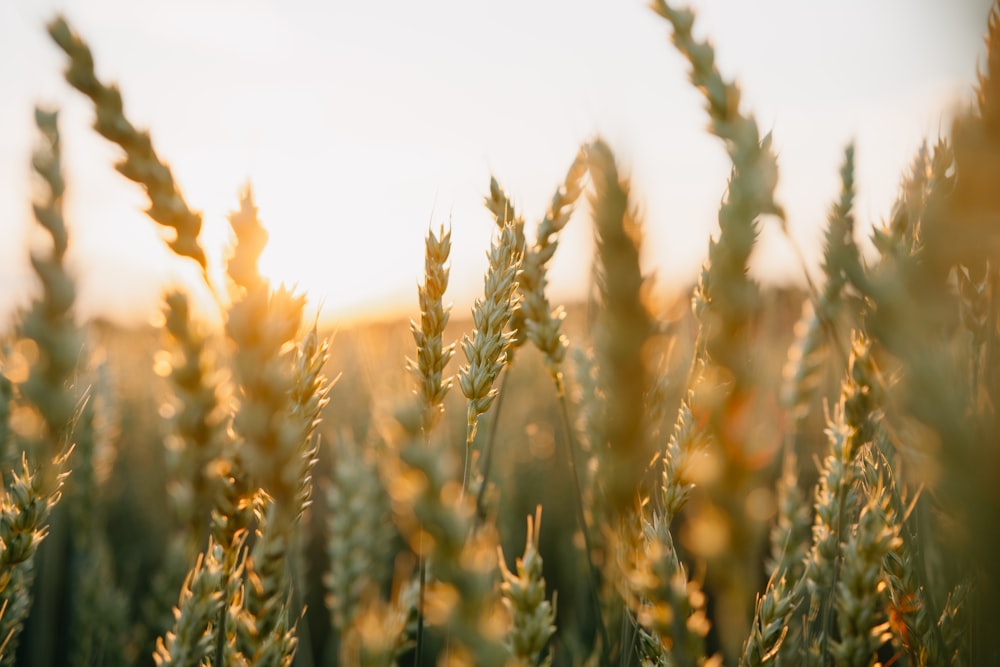 brown wheat field during daytime